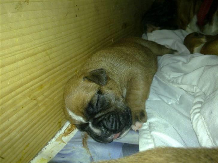 Boxer bonni billede 1