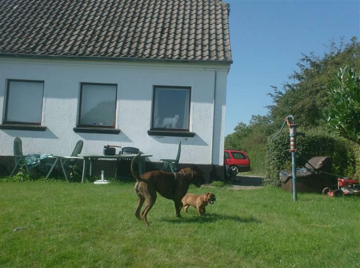 Boxer bonni billede 2