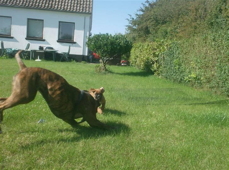 Boxer bonni billede 3