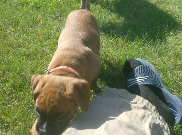 Boxer bonni billede 4