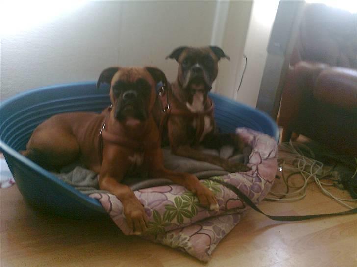 Boxer bonni billede 5