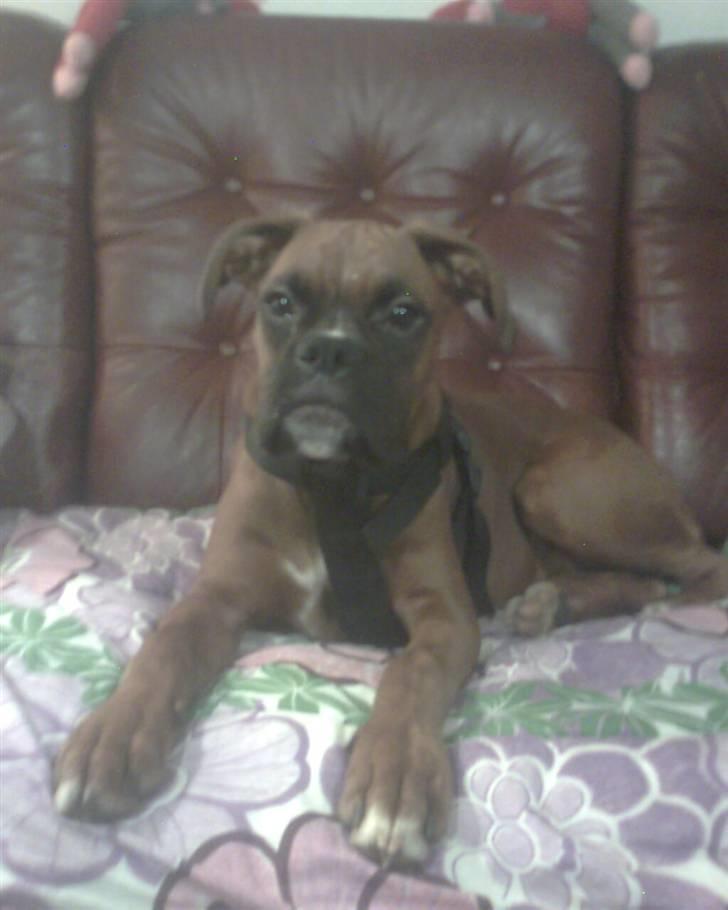 Boxer bonni billede 6