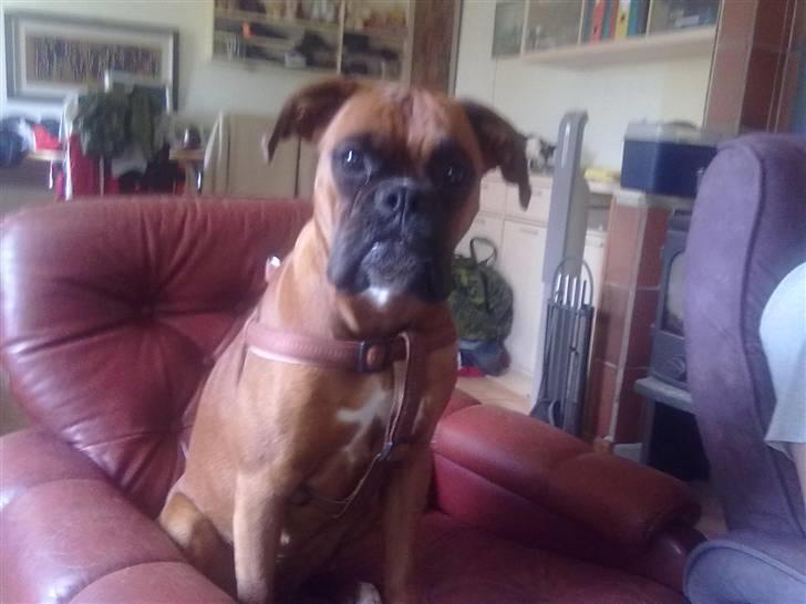 Boxer bonni billede 7