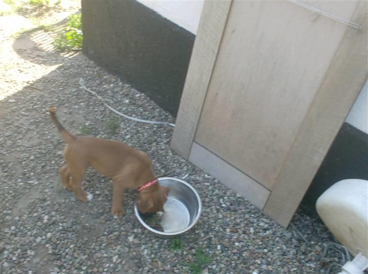 Boxer bonni billede 8