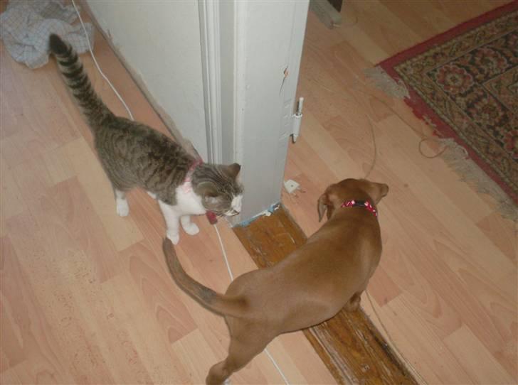 Boxer bonni billede 9