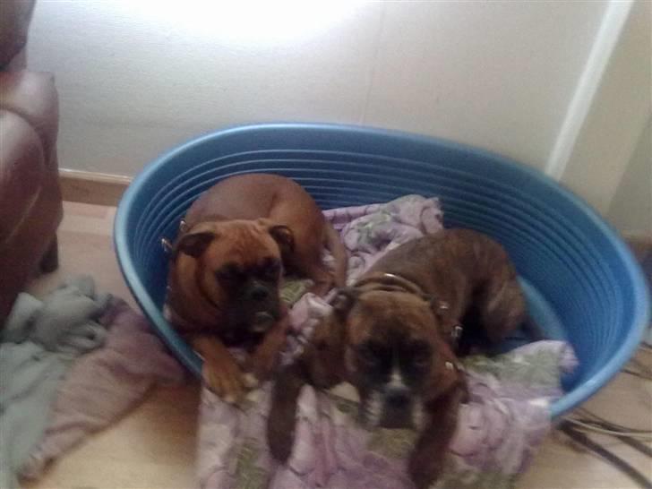 Boxer bonni billede 10