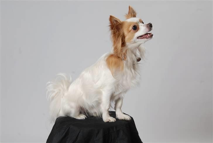 Chihuahua / papillon Viggo - Viggo - The king  billede 1