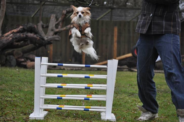 Chihuahua / papillon Viggo - Syret hop hund!:D (Foto: Chrisfotos) billede 2