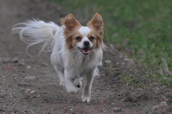 Chihuahua / papillon Viggo - Indkald (Foto: Chris fotos) billede 3