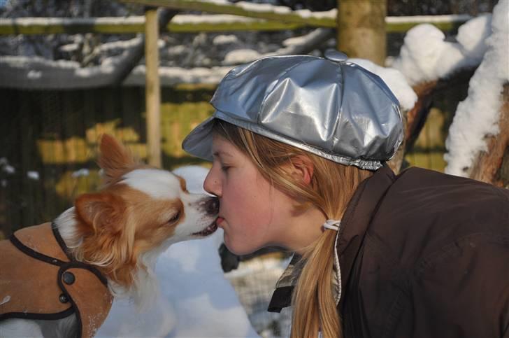 Chihuahua / papillon Viggo - (Foto: Chrisfotos) billede 4