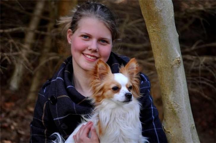 Chihuahua / papillon Viggo - (Chrisfotos) billede 5