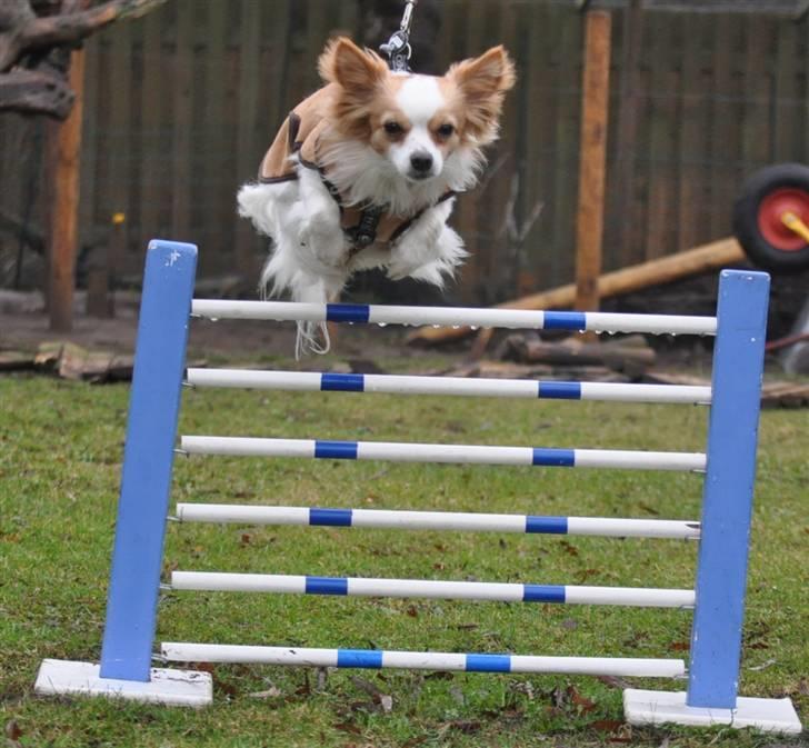 Chihuahua / papillon Viggo - Dygtig dreng (Foto: Chrisfotos) billede 6