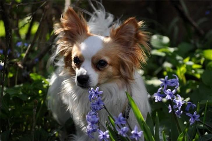 Chihuahua / papillon Viggo billede 7