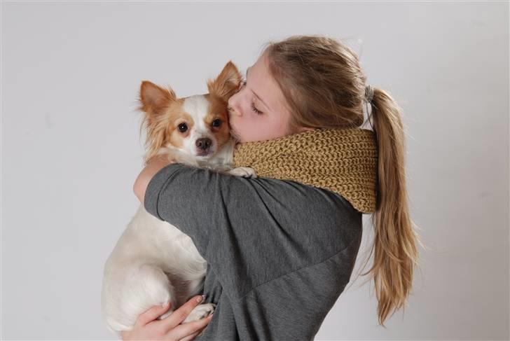 Chihuahua / papillon Viggo - Lækkert billed billede 8