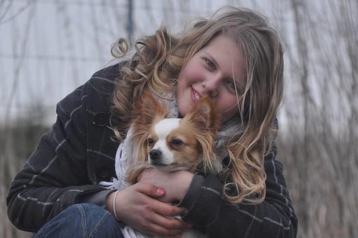 Chihuahua / papillon Viggo - (Foto: Chrisfotos) billede 9