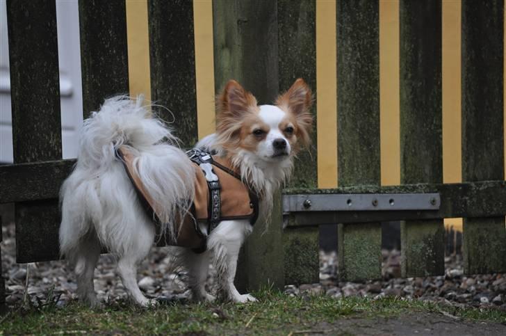 Chihuahua / papillon Viggo - En dejlig dag (Foto: Chrisfotos) billede 10