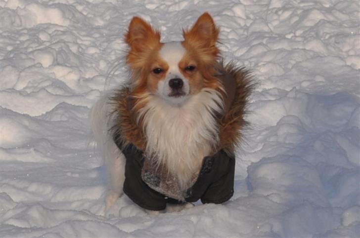 Chihuahua / papillon Viggo - Viggo i sneen 2009 (Foto: Chrisfotos) billede 11