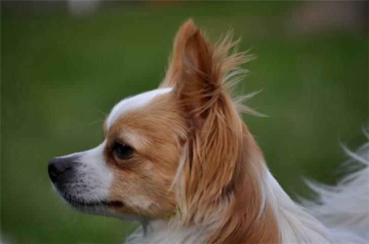 Chihuahua / papillon Viggo - (Foto: Chrisfotos) billede 12