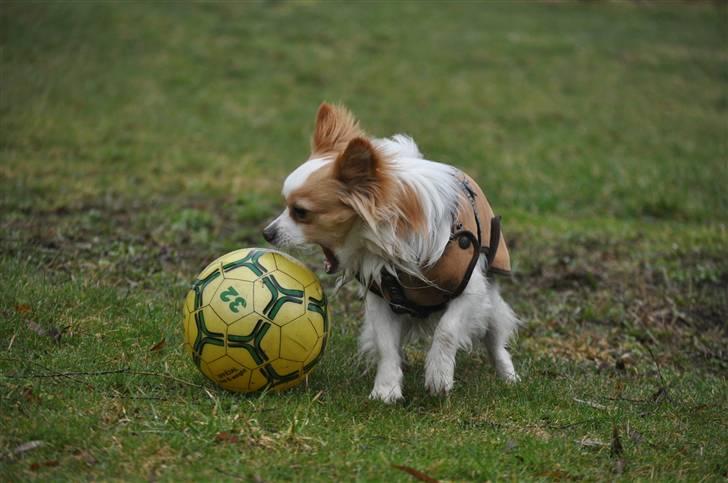 Chihuahua / papillon Viggo - Viggo leger med bold ~ D 31 Marts 2010 (Foto: Chrisfotos) billede 13