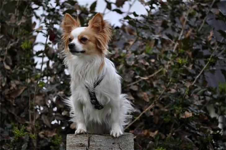 Chihuahua / papillon Viggo -  (Foto: Chrisfotos) billede 16