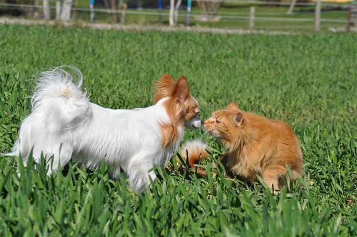 Chihuahua / papillon Viggo - Nurh (Foto: Chrisfotos billede 17