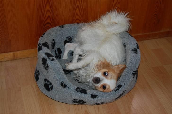 Chihuahua / papillon Viggo - Viggo for rulleflip efter han har været i bad (Foto: Mig selv) billede 18