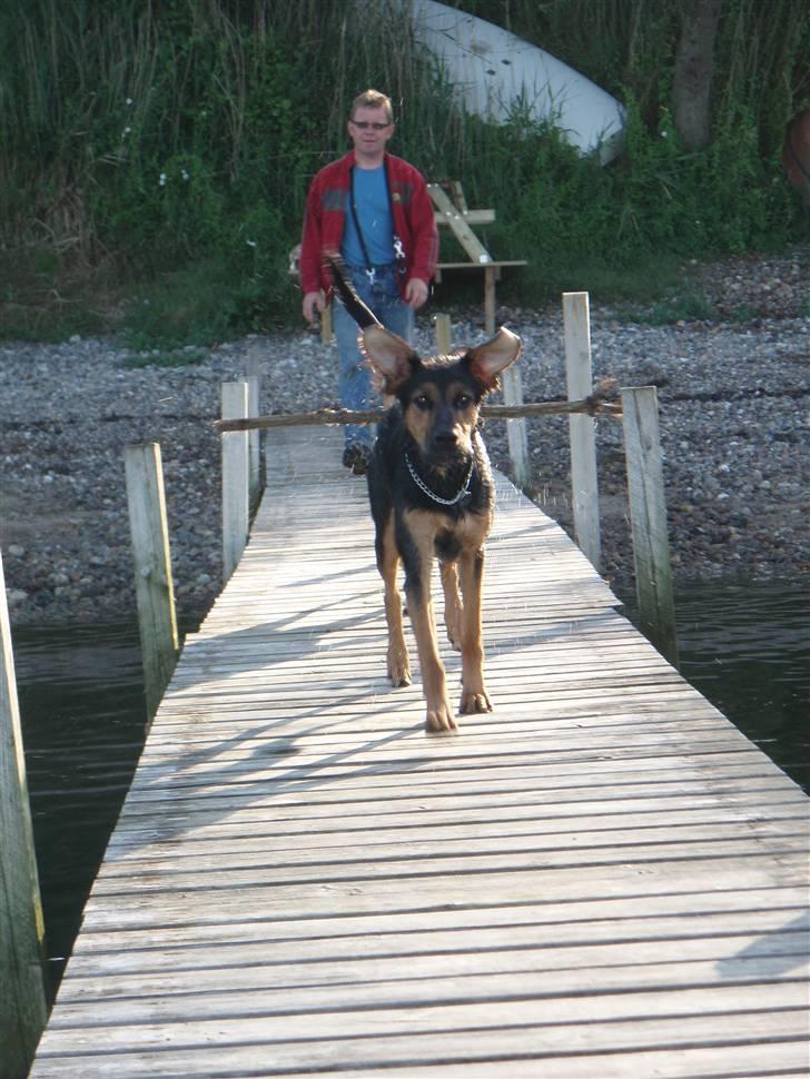 Blanding af racer Nala billede 8