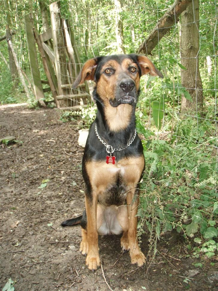 Blanding af racer Nala billede 10