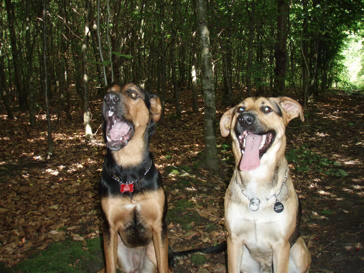 Blanding af racer Nala billede 11