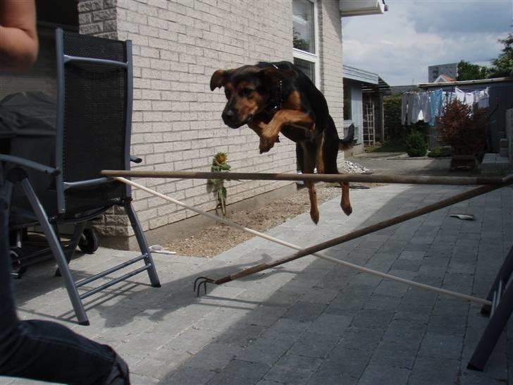 Blanding af racer Nala billede 12