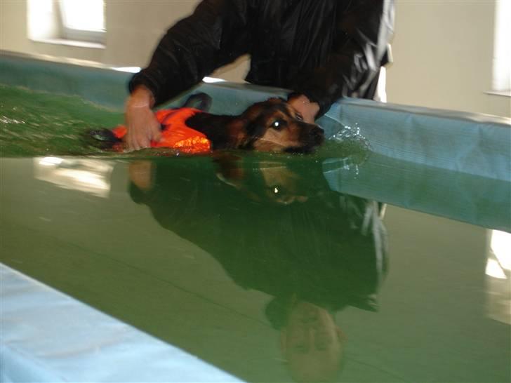 Blanding af racer Nala billede 13