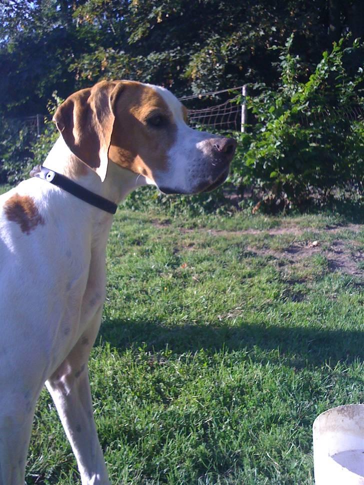 Pointer Fjell Av Glitretind Olive billede 1