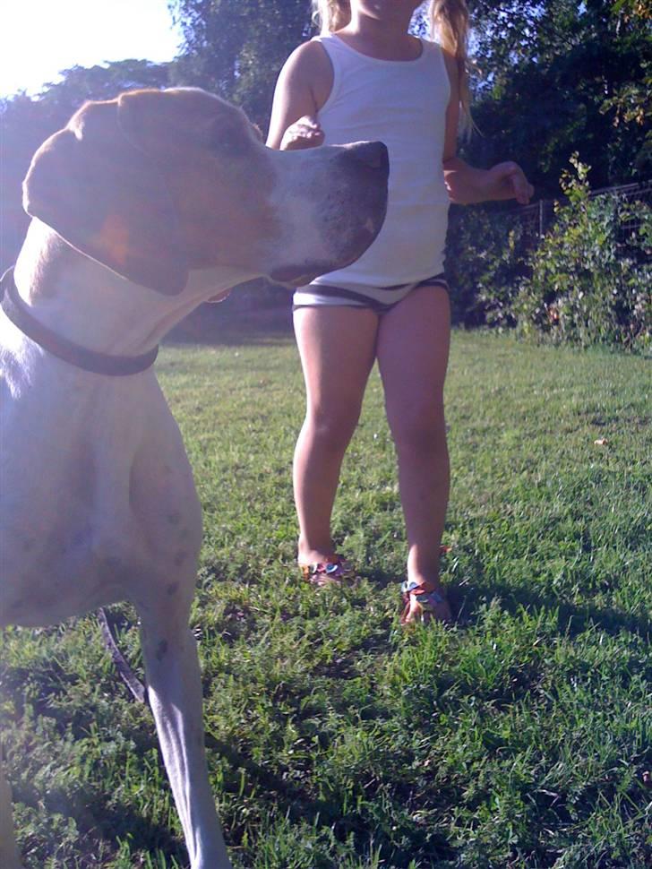 Pointer Fjell Av Glitretind Olive billede 2