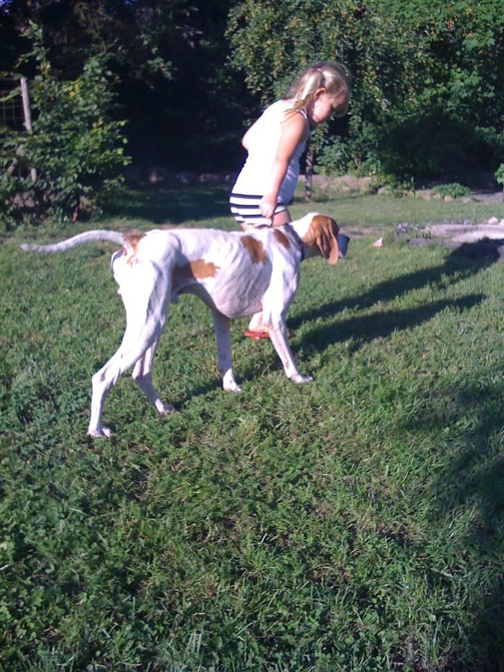 Pointer Fjell Av Glitretind Olive billede 3