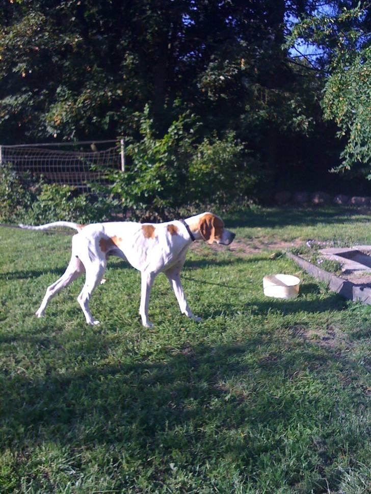 Pointer Fjell Av Glitretind Olive billede 4