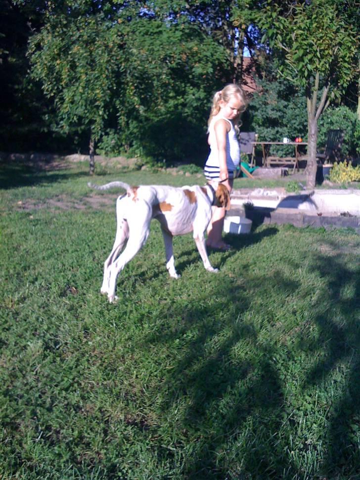 Pointer Fjell Av Glitretind Olive billede 5