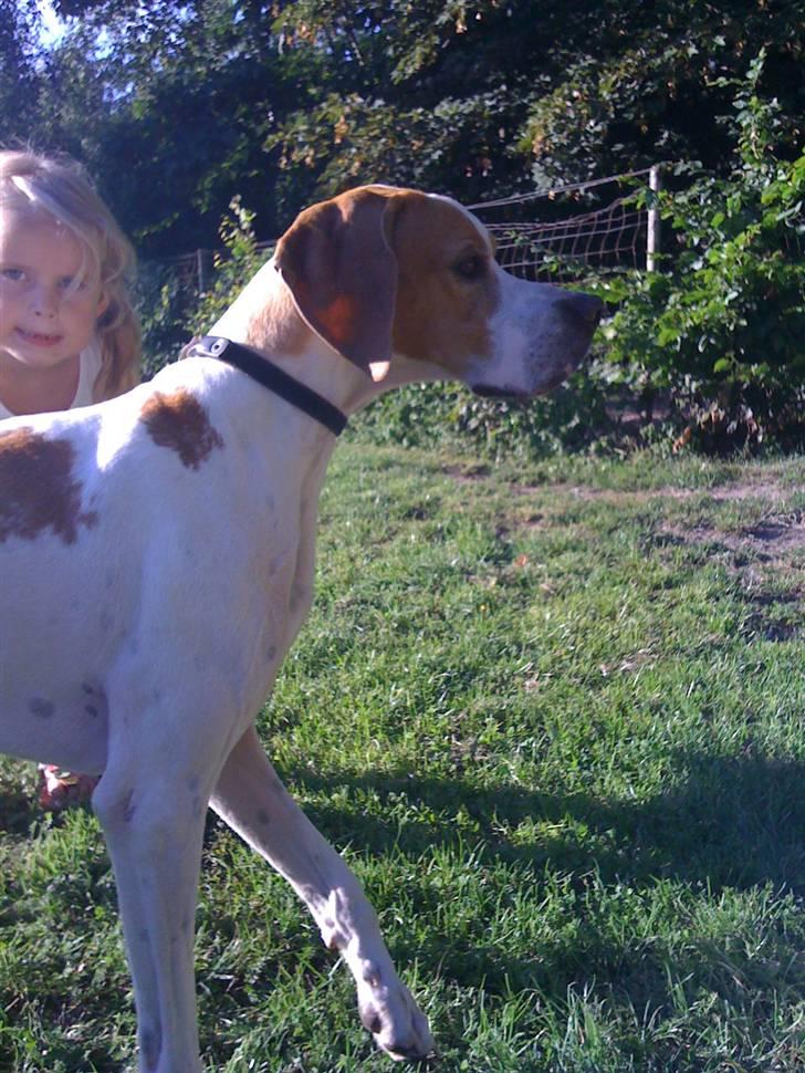 Pointer Fjell Av Glitretind Olive billede 6