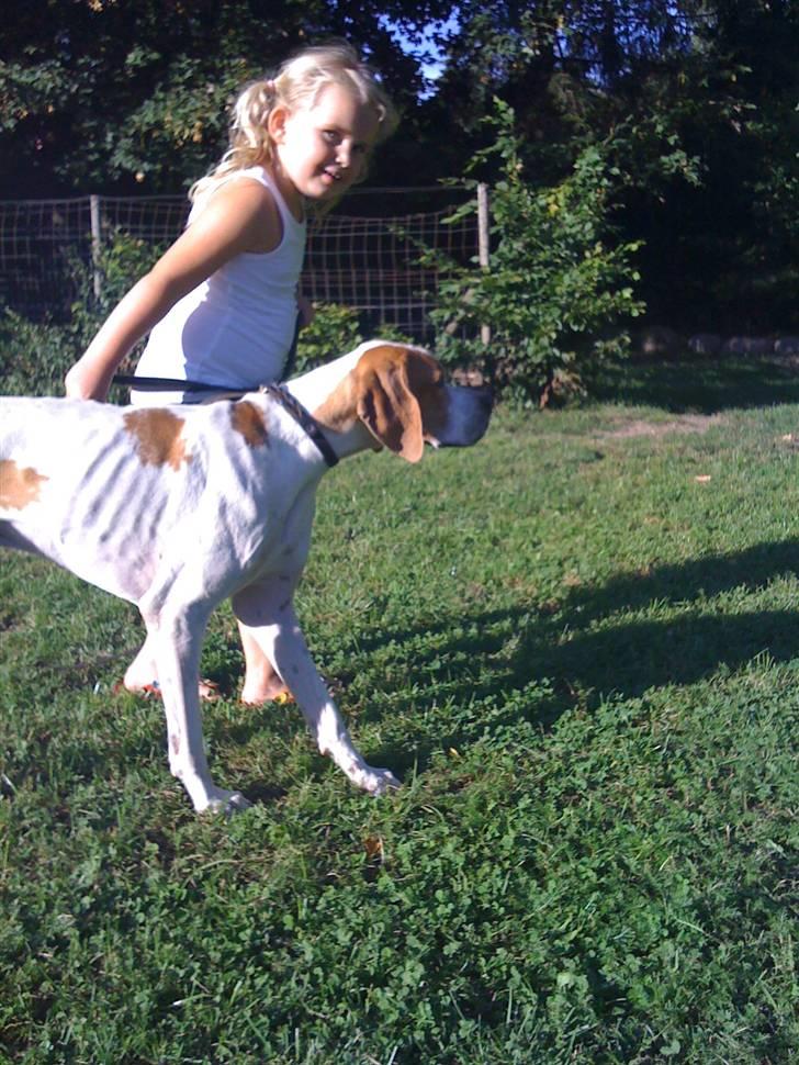 Pointer Fjell Av Glitretind Olive billede 7