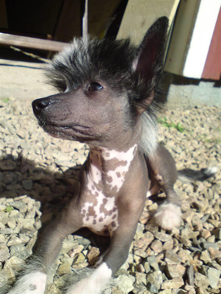 Chinese crested hårløs Akina  - 2009 billede 21