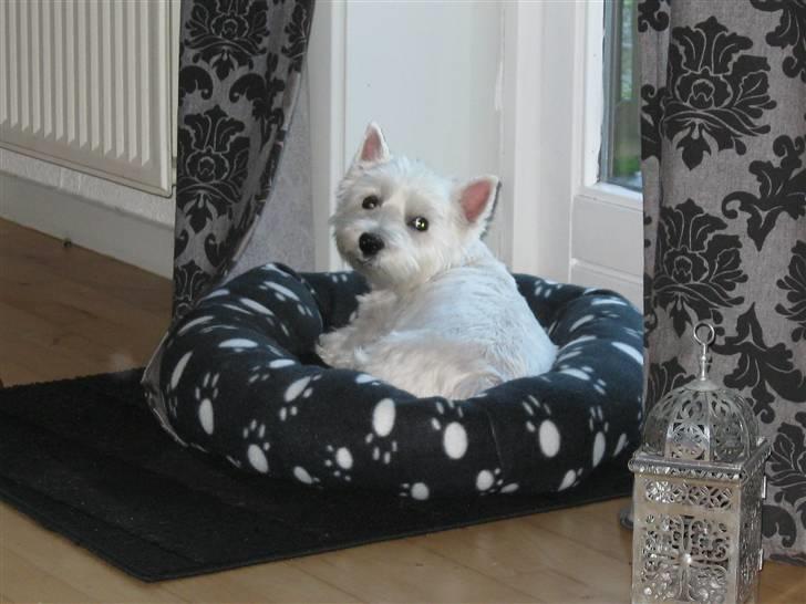 West highland white terrier Miss Sophie billede 9