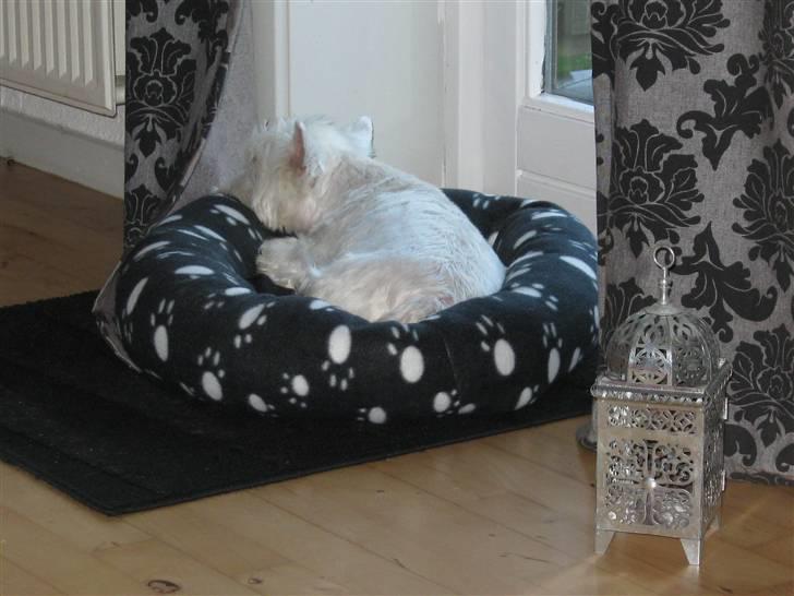 West highland white terrier Miss Sophie - Gider ikke kigge på dig mor... billede 10