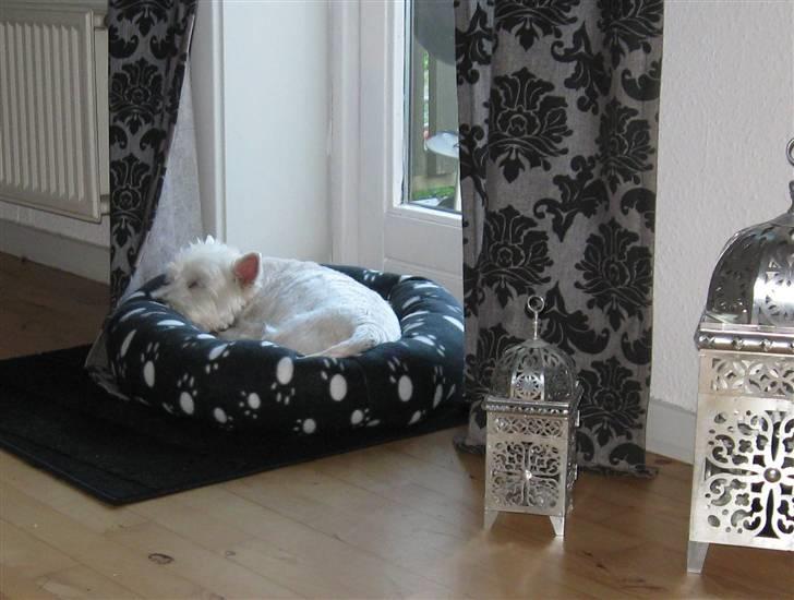 West highland white terrier Miss Sophie - NU sover jeg altså! billede 11