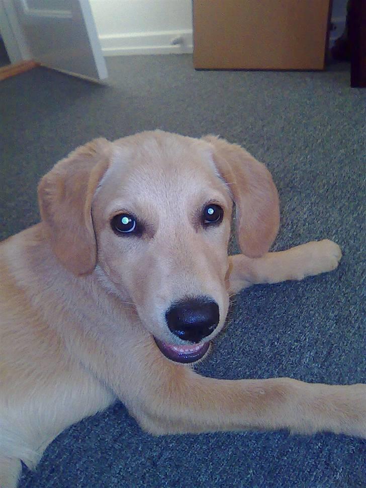 Blanding af racer Mika - mika slapper af :-)   næsten 4 mdr. billede 12