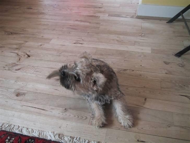 Cairn terrier Pingo (doven hund) - "yeaaaah" ! billede 1