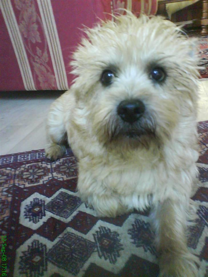 Cairn terrier Pingo (doven hund) billede 2