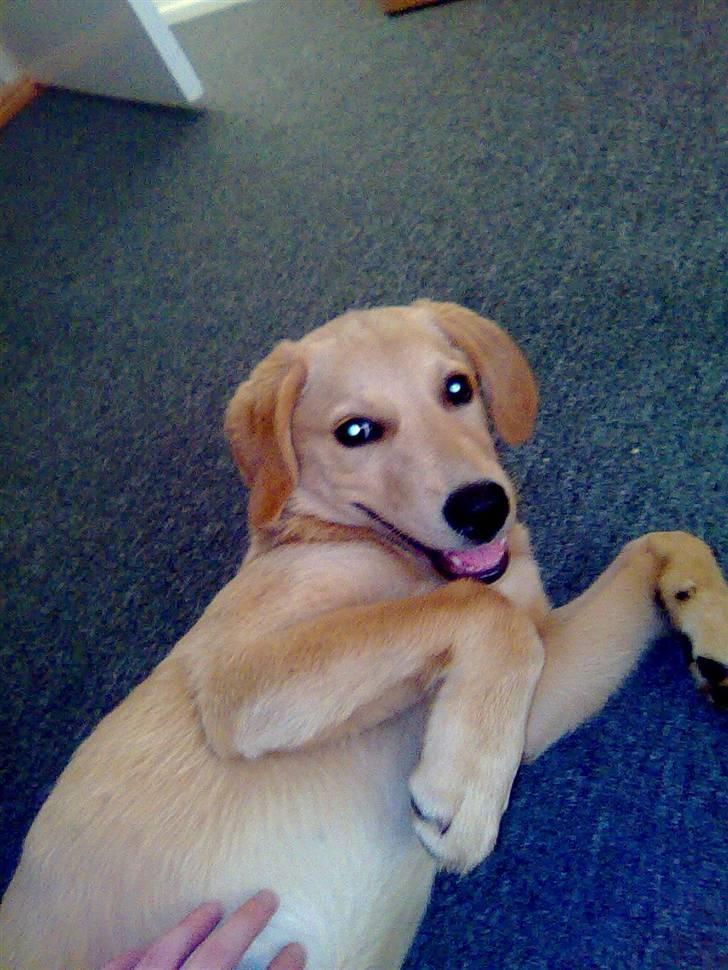 Blanding af racer Mika - mika slapper af :-)   næsten 4 mdr. billede 13