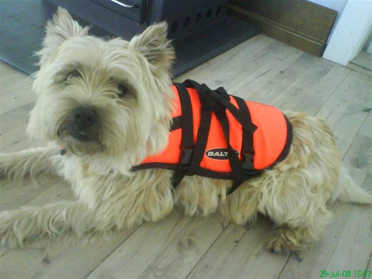 Cairn terrier Pingo (doven hund) billede 3