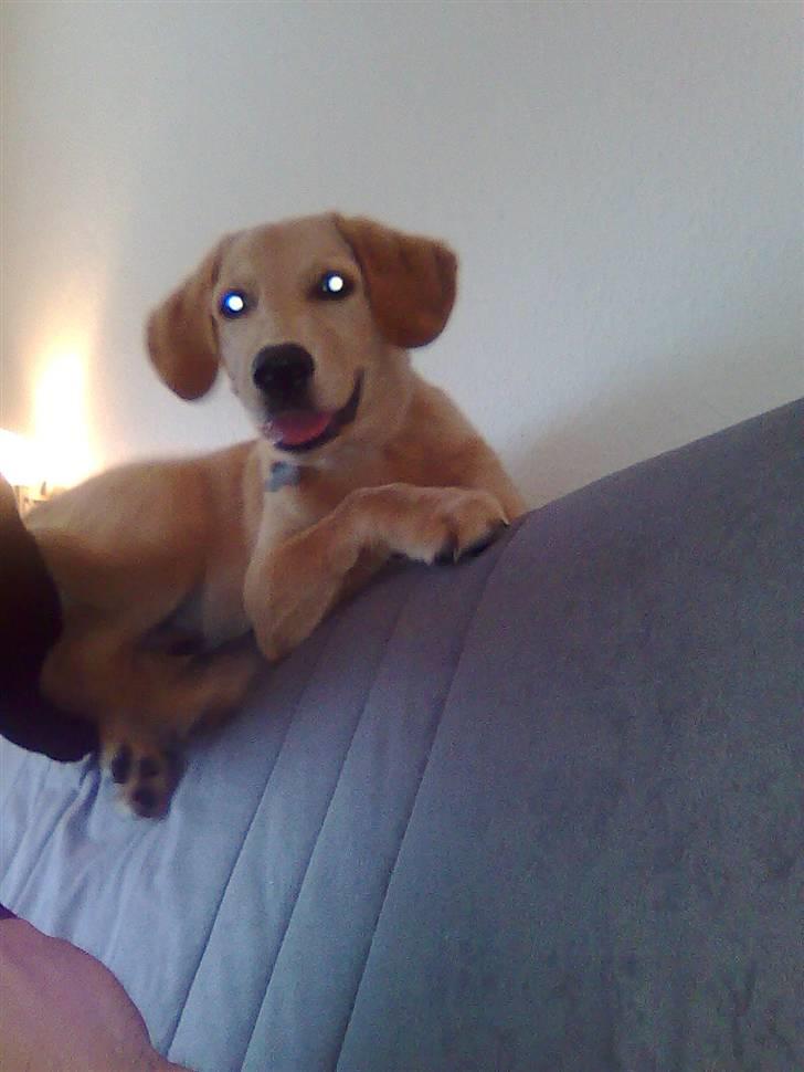 Blanding af racer Mika - hun har fundet et nyt sted at hygge :-) hun elsker hvis hun kan komme op på ryglænet af sofaen... næsten 4 mdr. billede 14