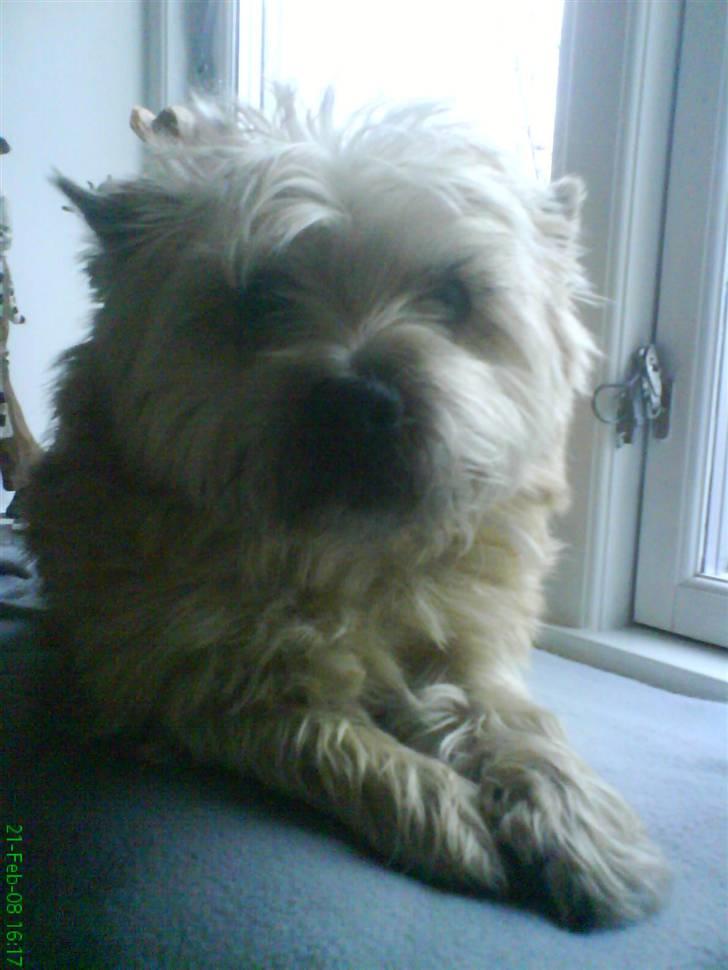 Cairn terrier Pingo (doven hund) billede 4