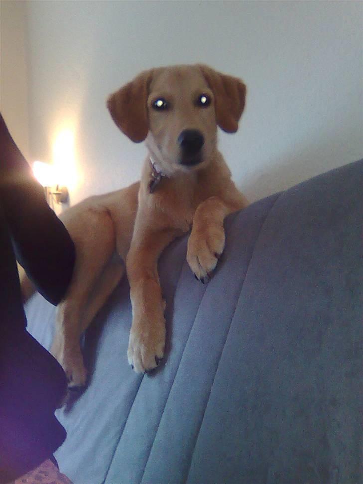 Blanding af racer Mika - hun har fundet et nyt sted at hygge :-) hun elsker hvis hun kan komme op på ryglænet af sofaen... næsten 4 mdr. billede 15